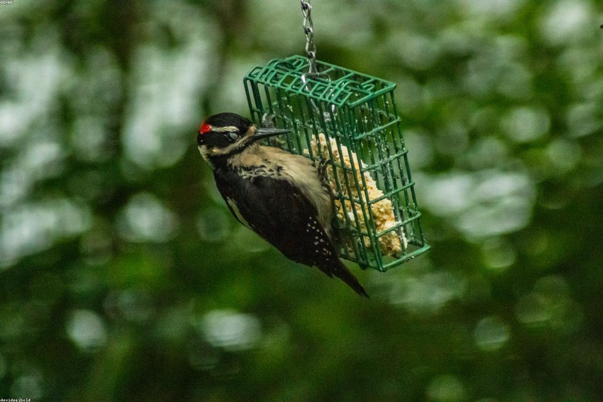 Hairy Woodpecker on suet