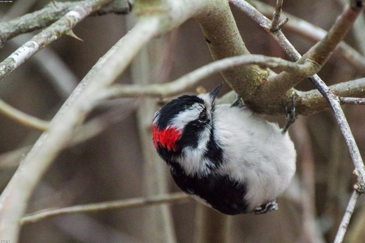 Downy Woodpecker on cage feeder