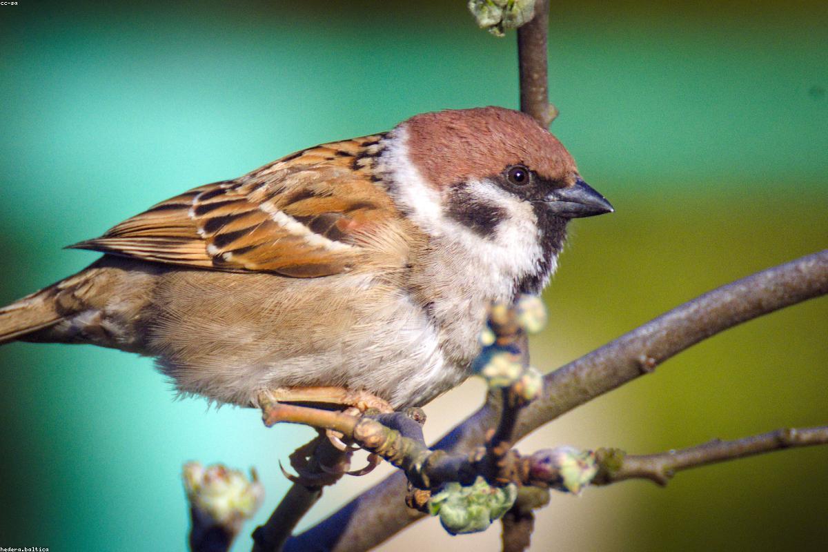 American Tree Sparrow on snow