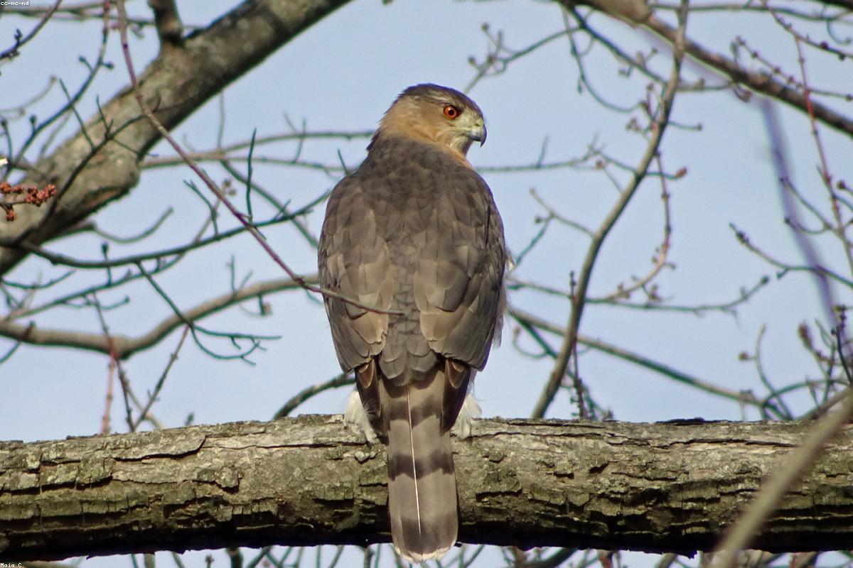 Sharp-shinned Hawk on fence