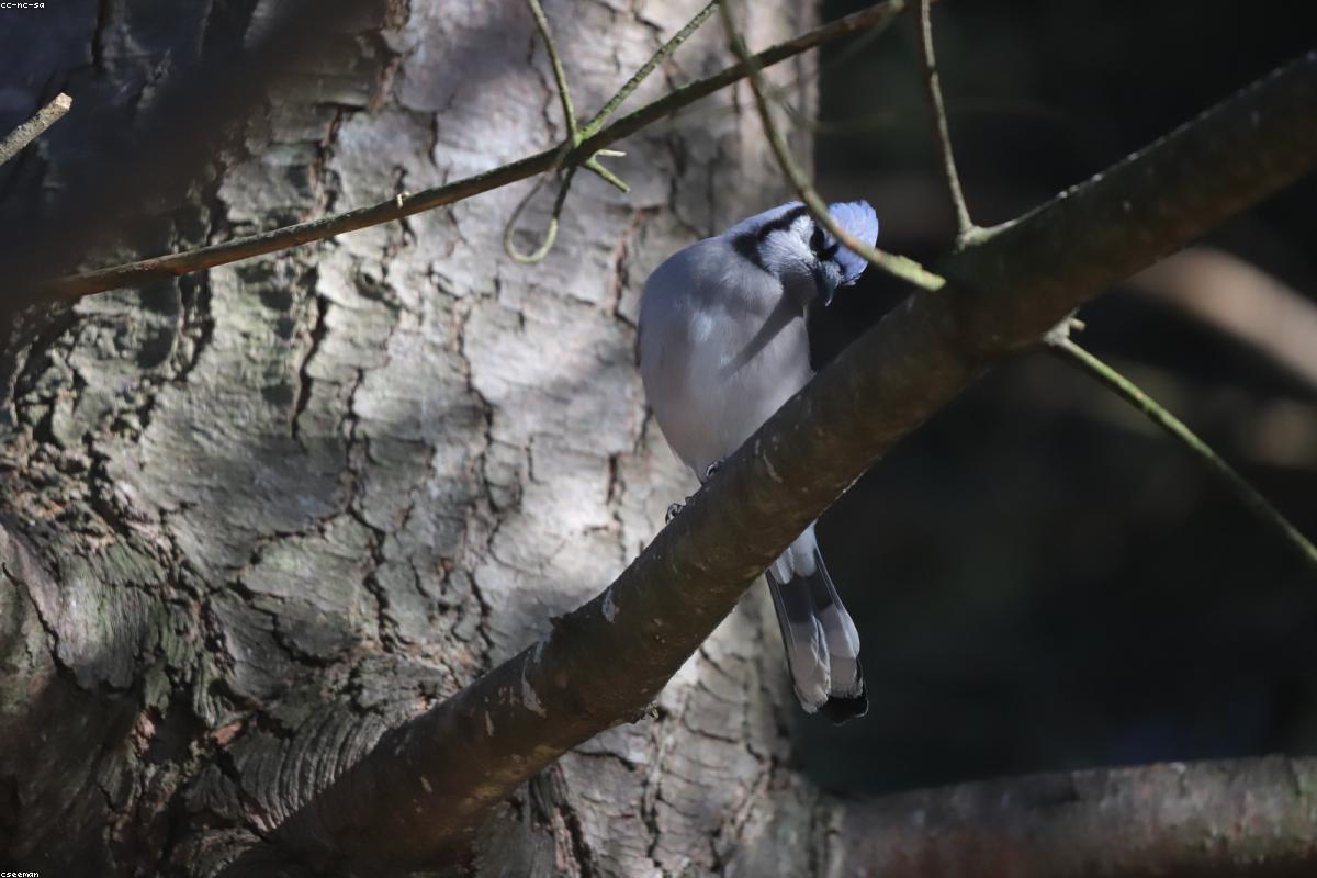 Blue Jay on a snowy branch