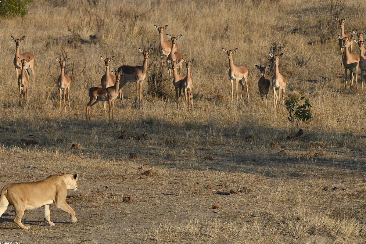 First mornings in the Mara