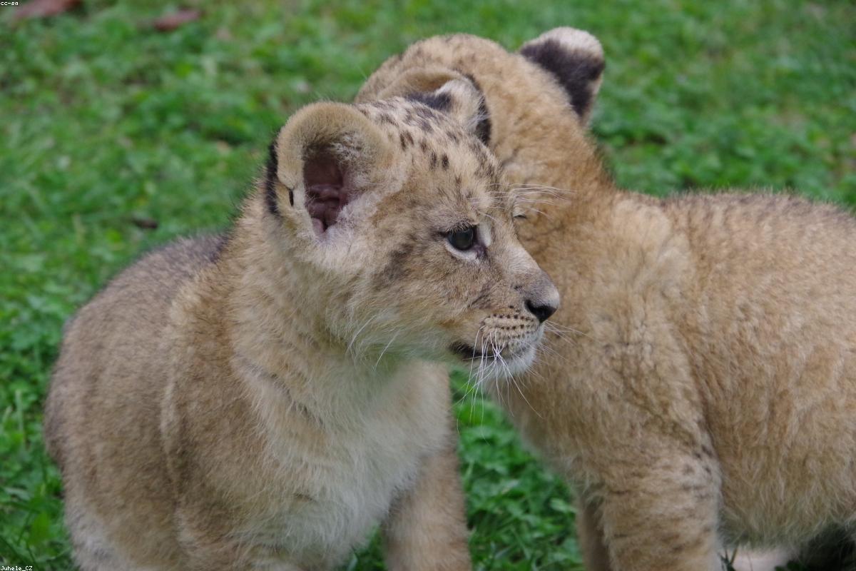 Lion pride with cubs in grass