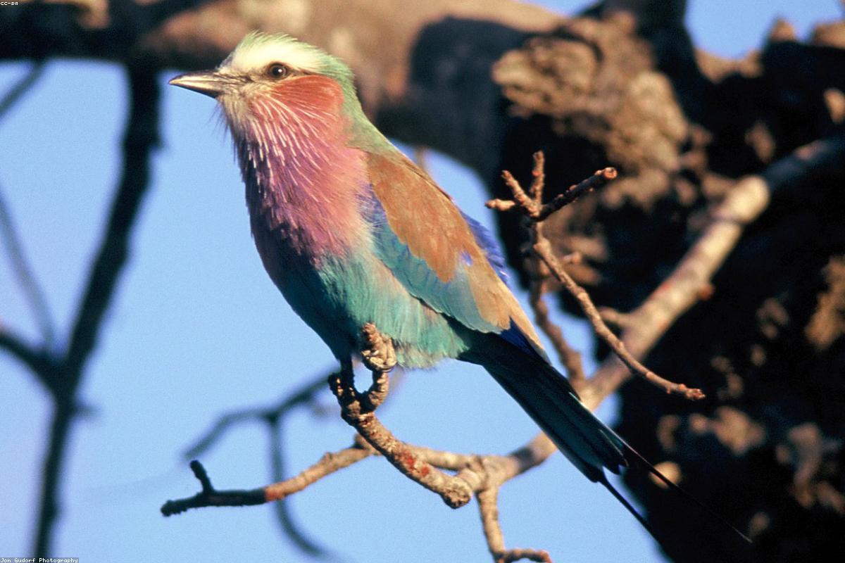Lilac-breasted Roller on bare branch