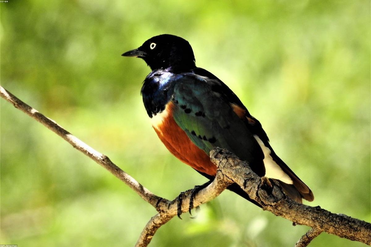 Superb Starling in morning sun