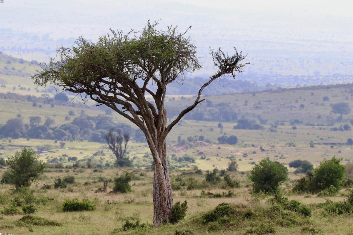 Masai Mara plains under morning haze