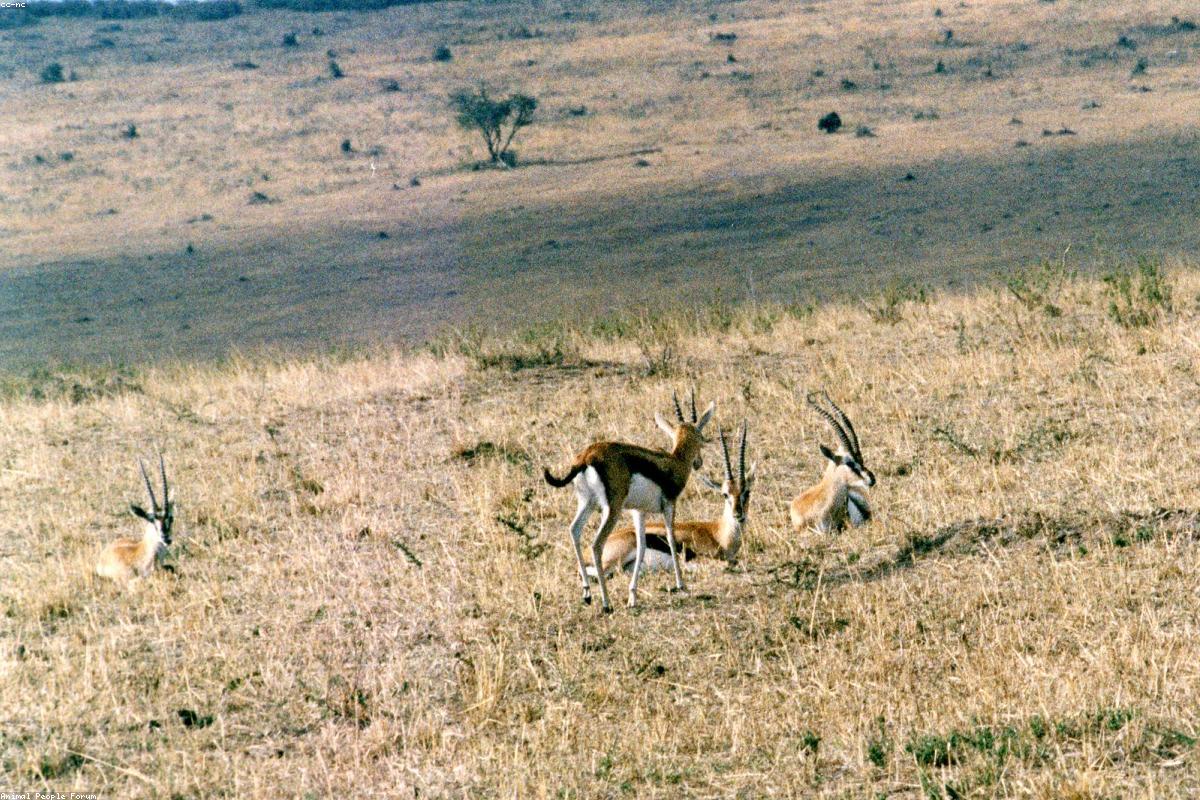 Thomson's gazelles in morning light