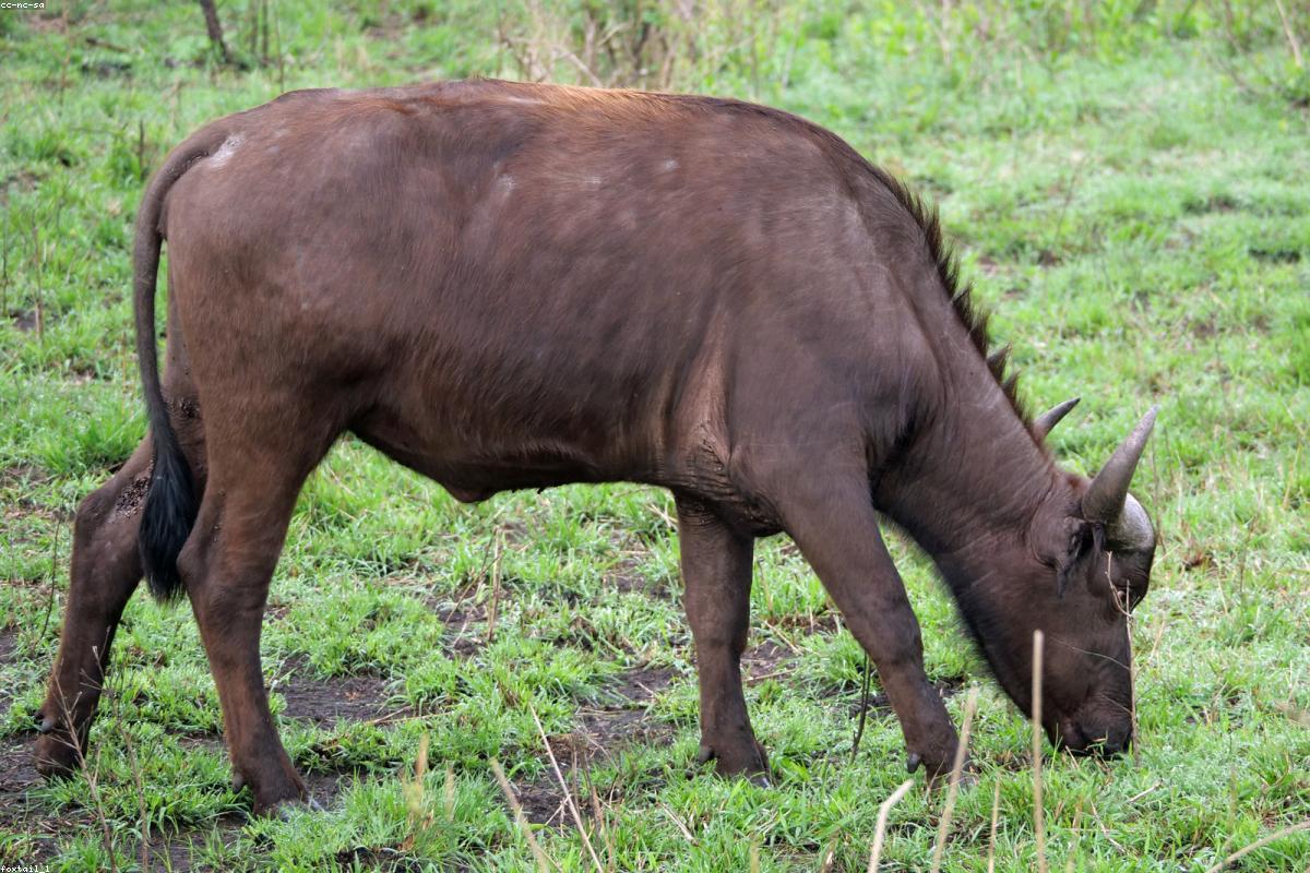 Cape buffalo herd crossing dry ground