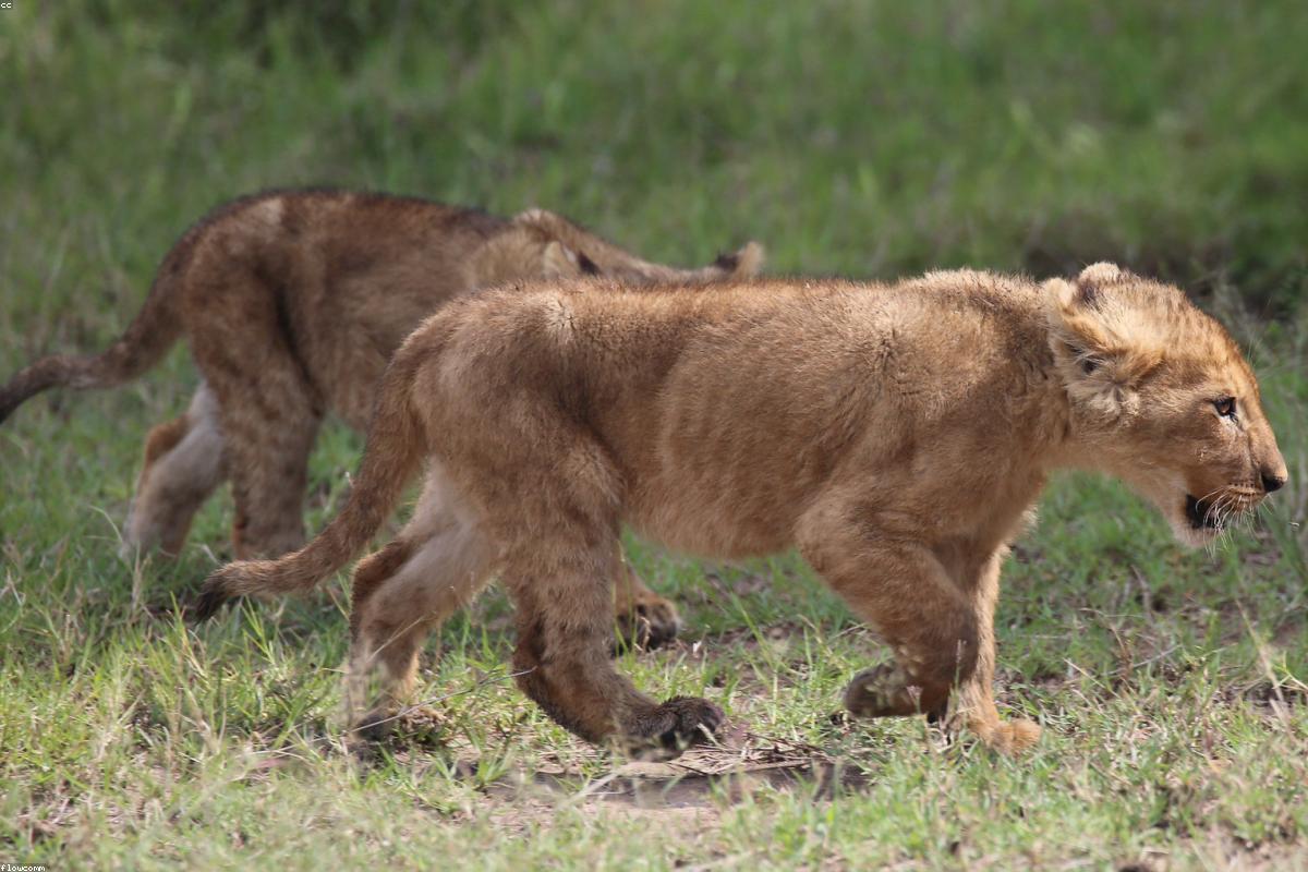 Cubs playing in short grass