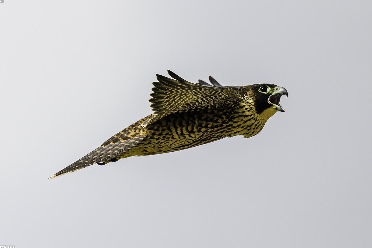 Peregrines over Frankfurt