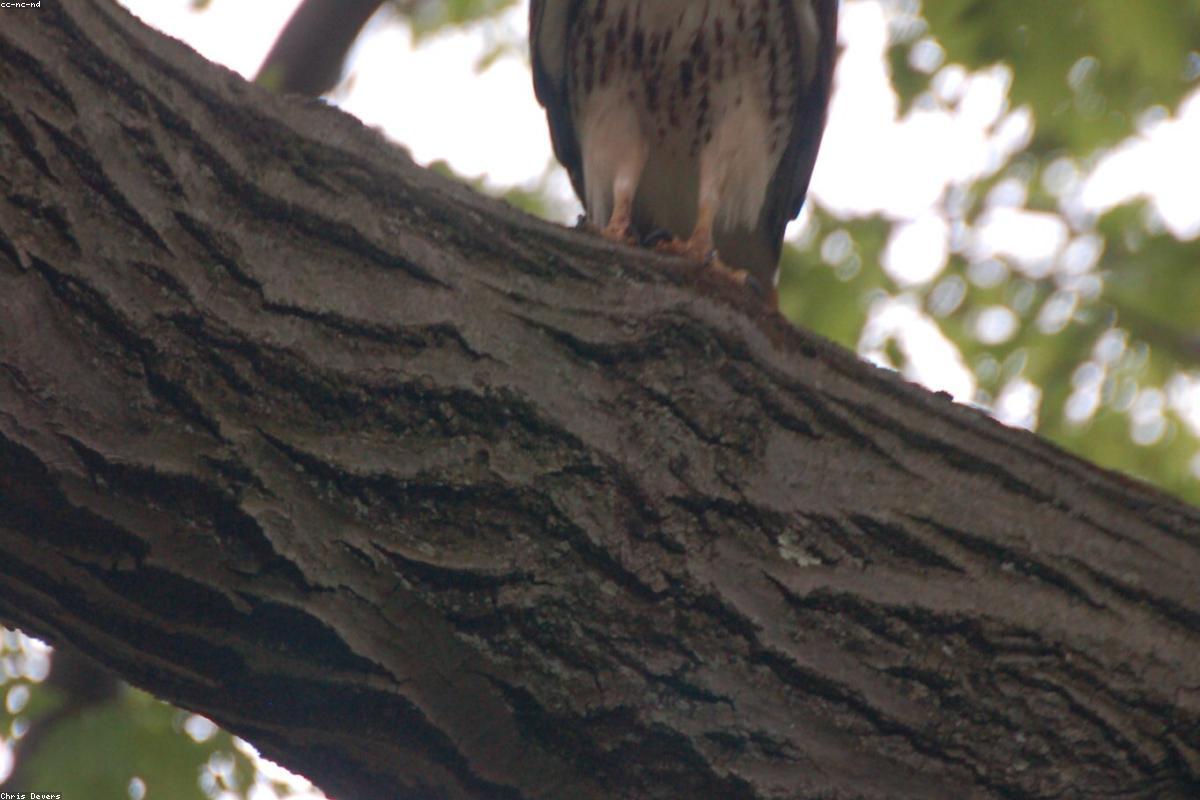 Peregrine banking between buildings