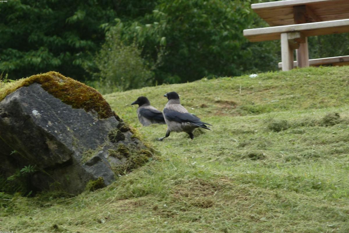 Hooded Crow on building ledge