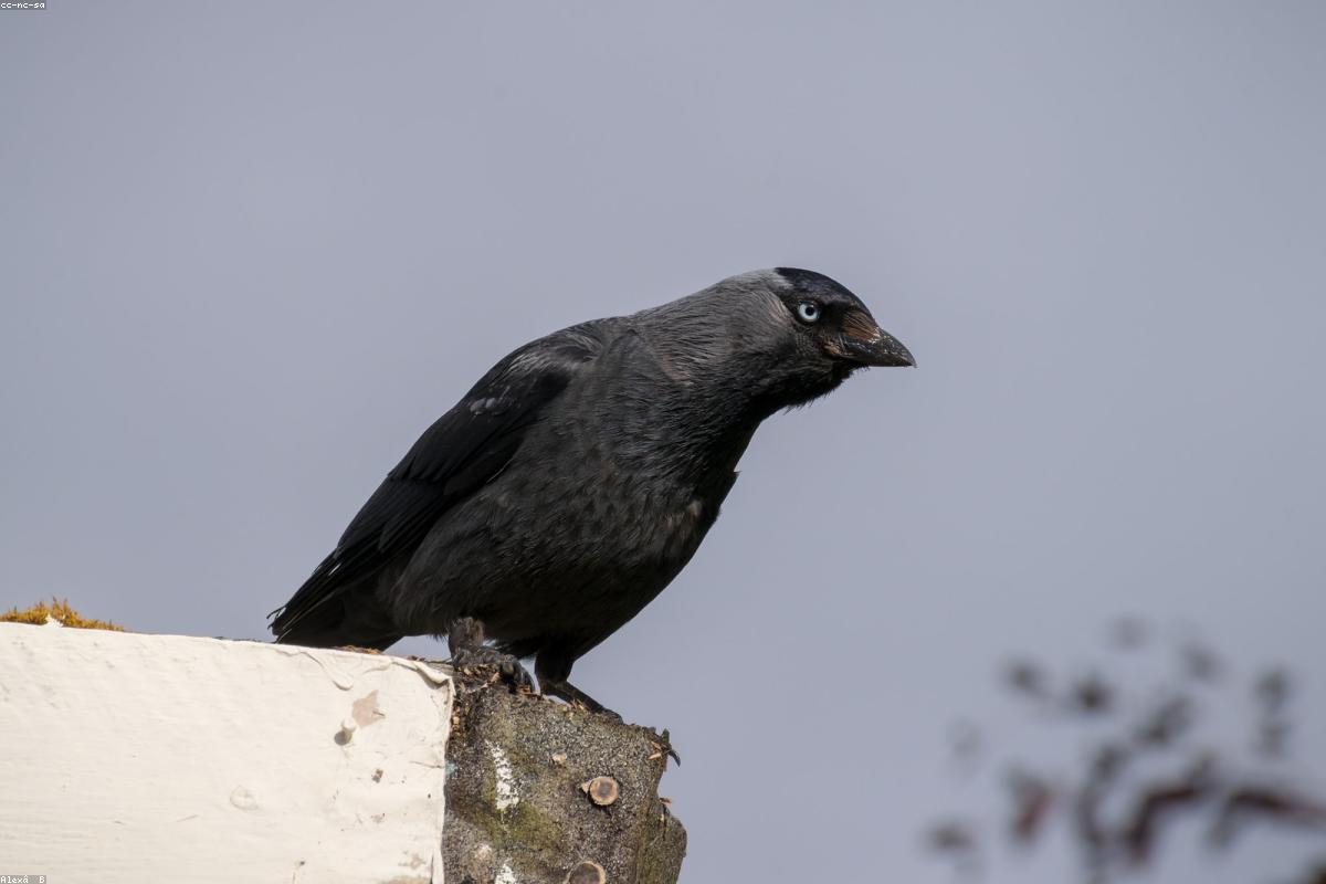Jackdaws on plaza below tower