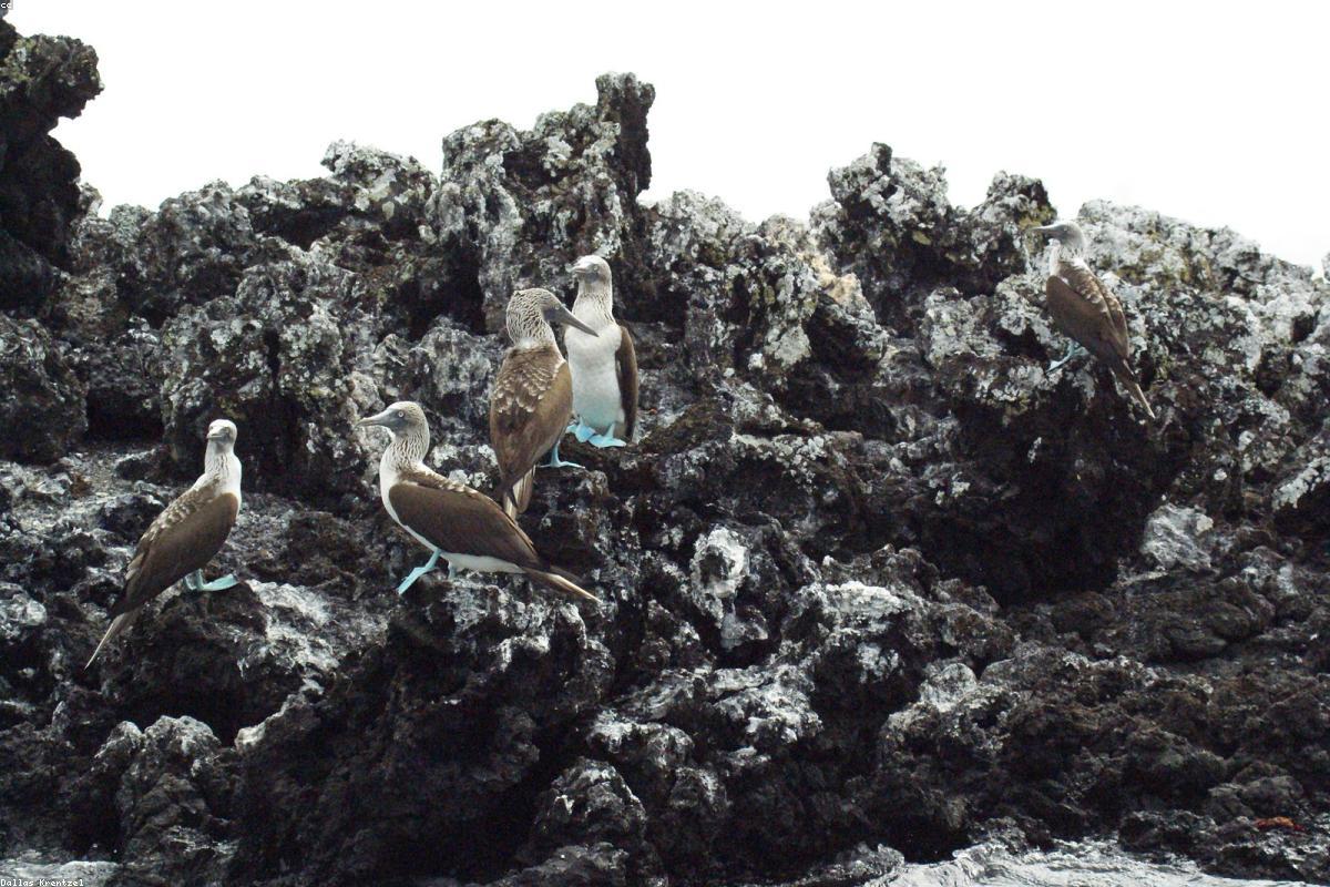 Galápagos, first island