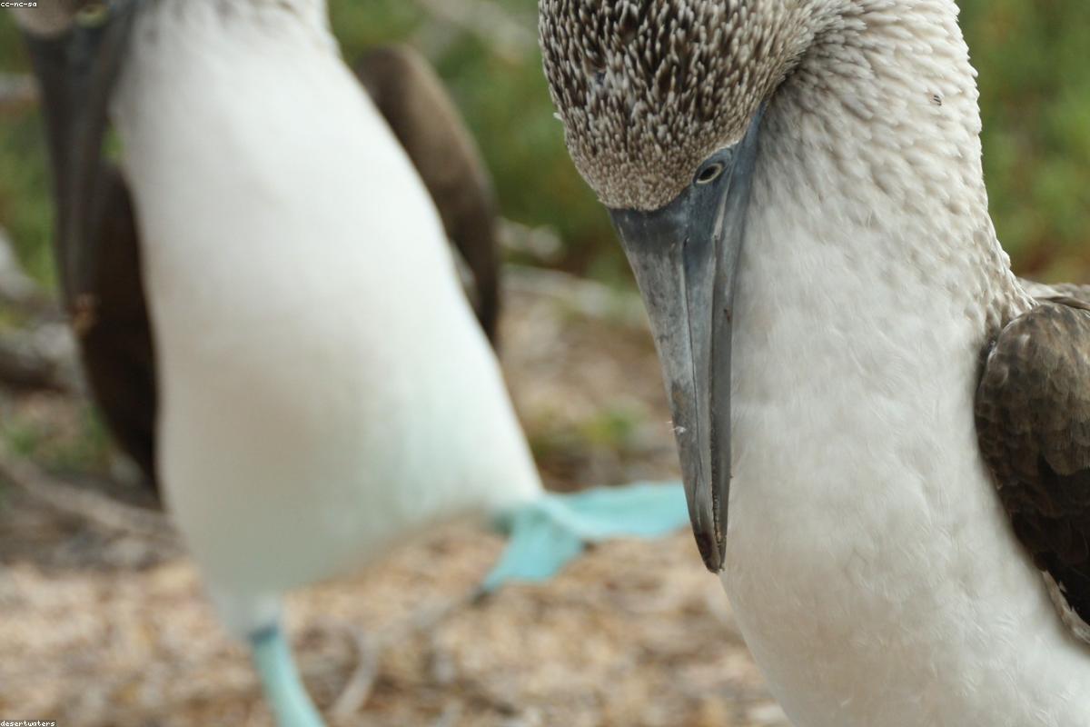 Blue-footed Booby raising foot