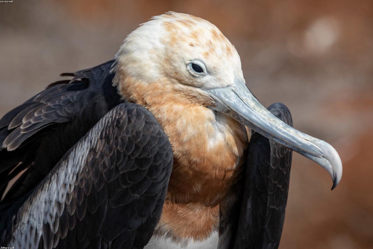 Magnificent Frigatebird male with inflated pouch