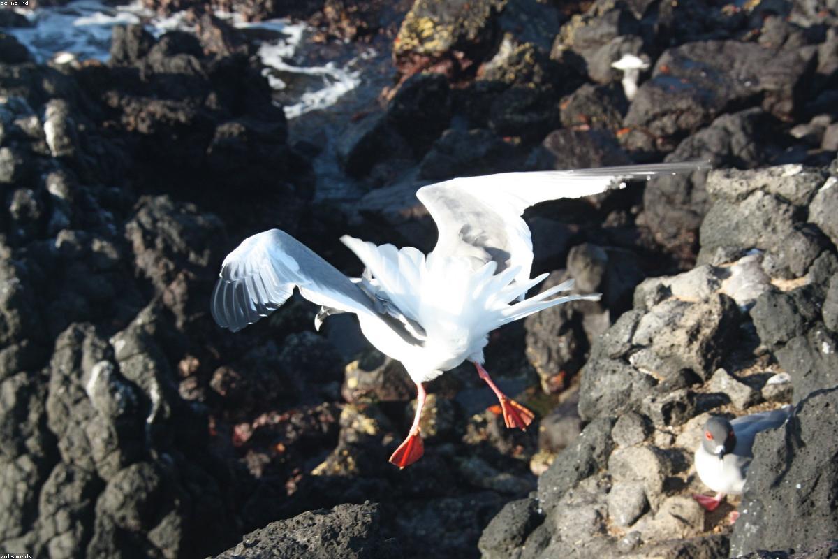Swallow-tailed Gull on ledge