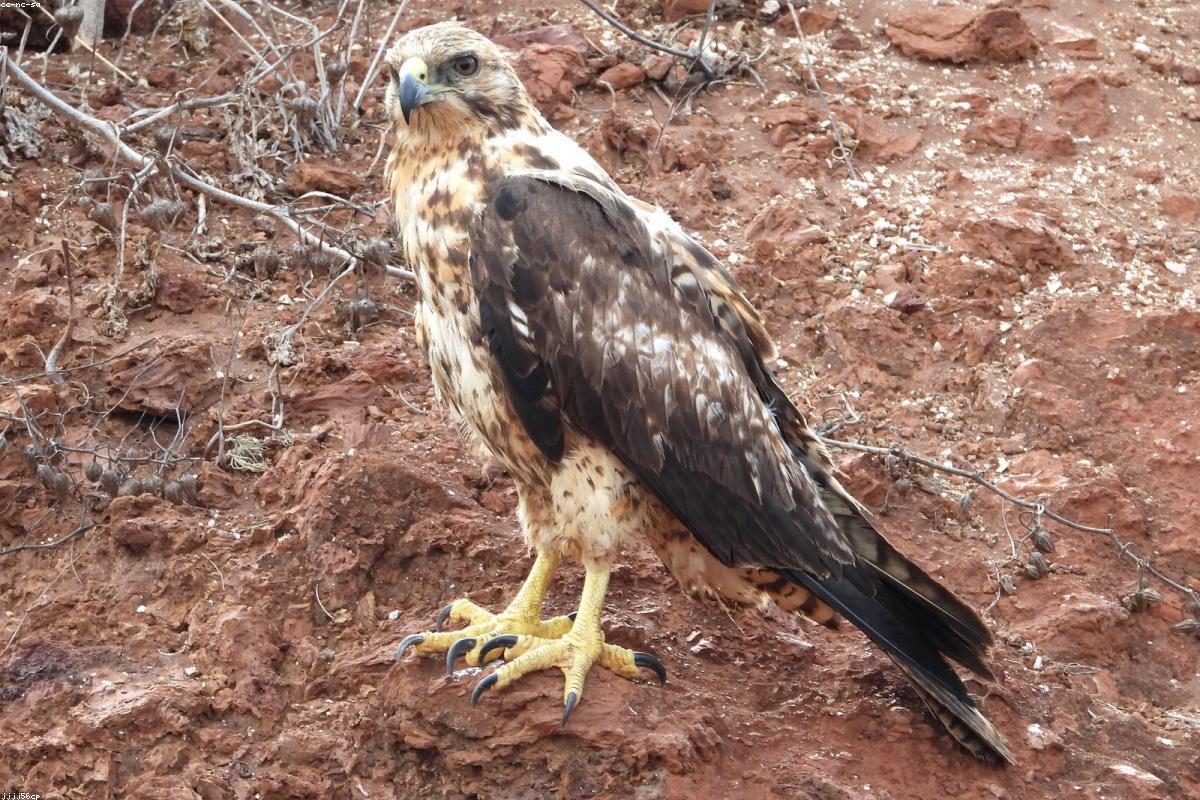 Galápagos Hawk on rock