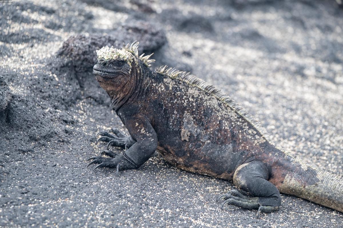 Marine iguanas piled together