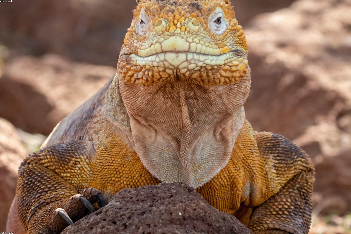 Land iguana near prickly pear