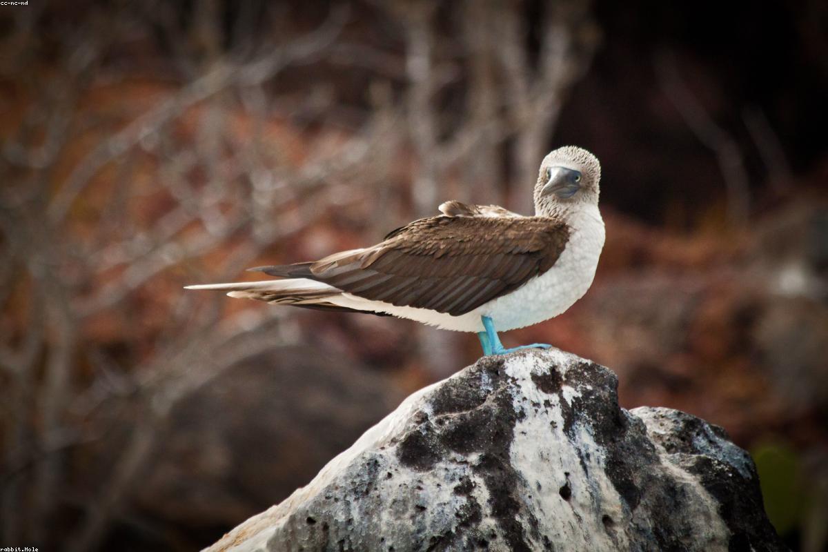 Booby chick under parent
