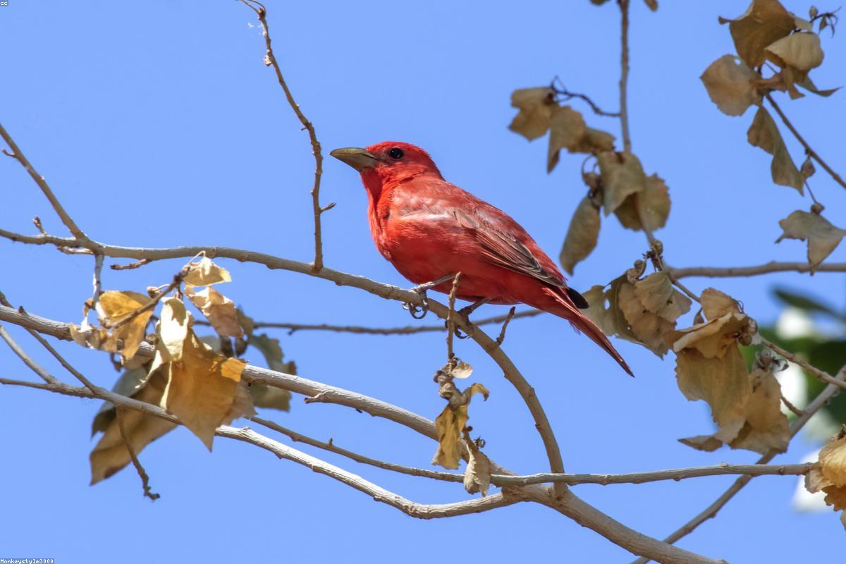 Summer tanager male