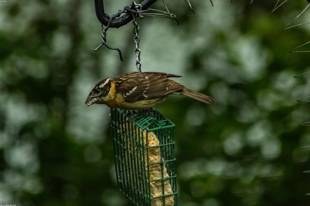 Rose-breasted grosbeak male
