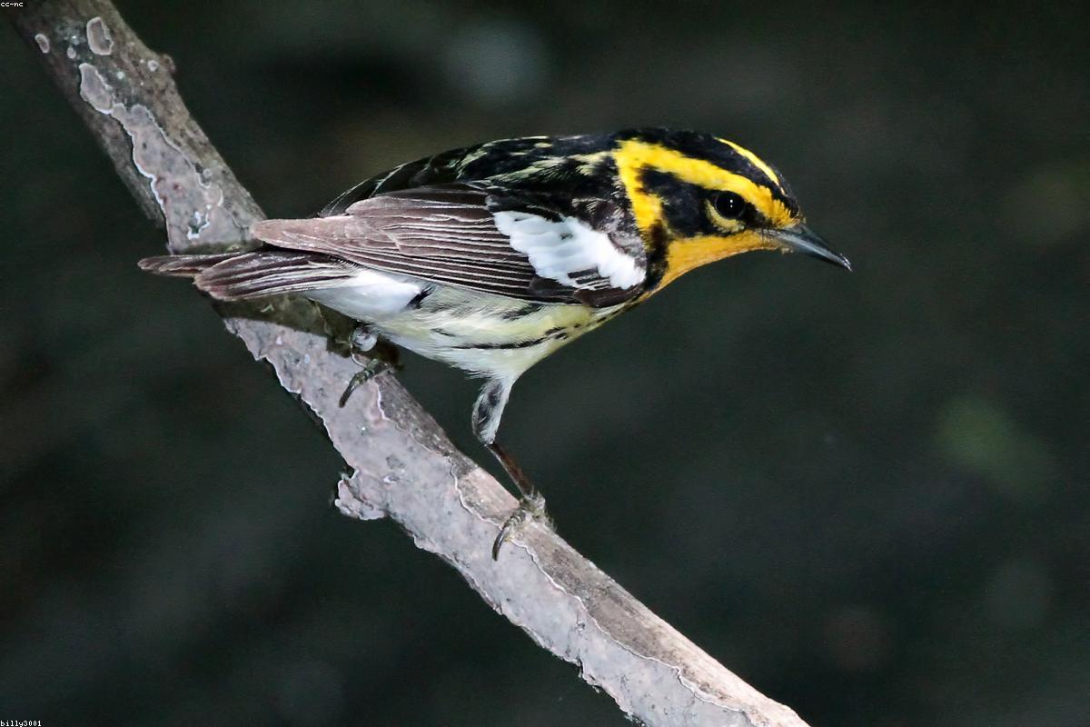 Blackburnian warbler