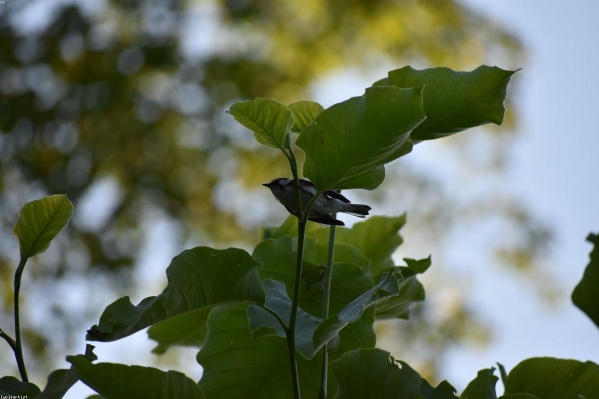 Chestnut-sided warbler