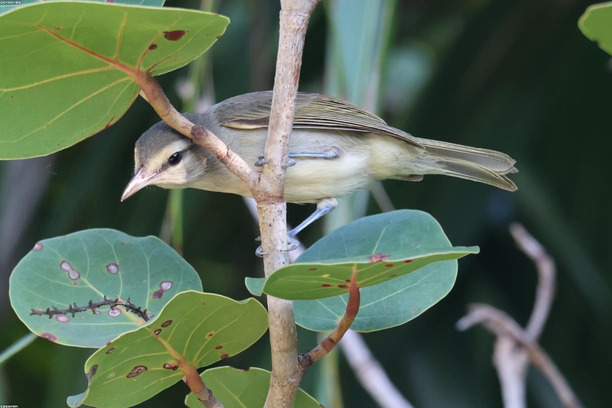 Blue-headed vireo