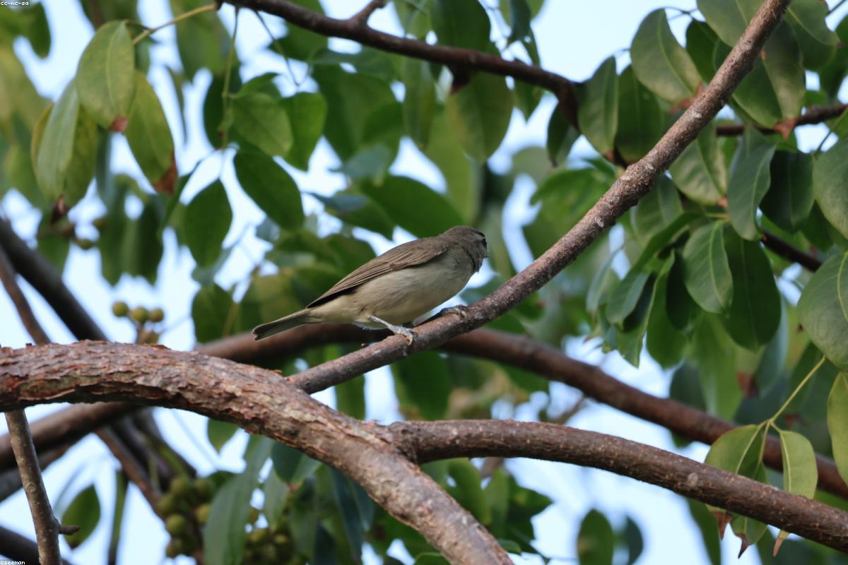 Red-eyed vireo in light