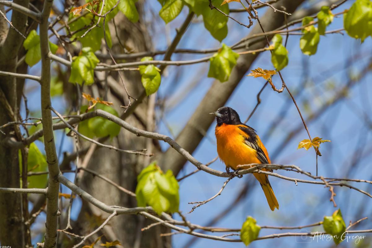 Baltimore oriole eating a mulberry