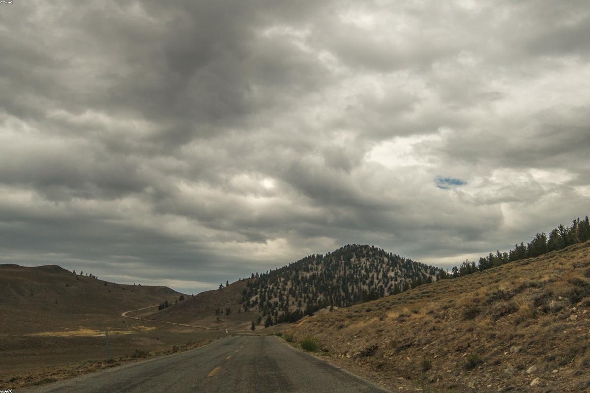 Bristlecone silhouette and sky