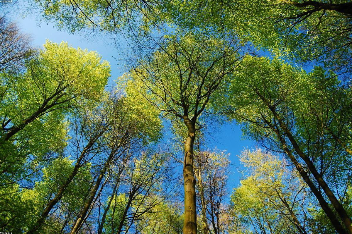 Hallerbos, before the bluebells