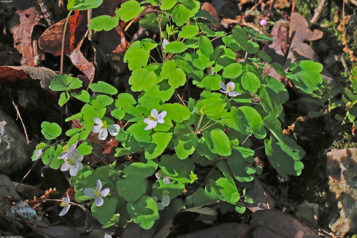 Wood anemone low to floor