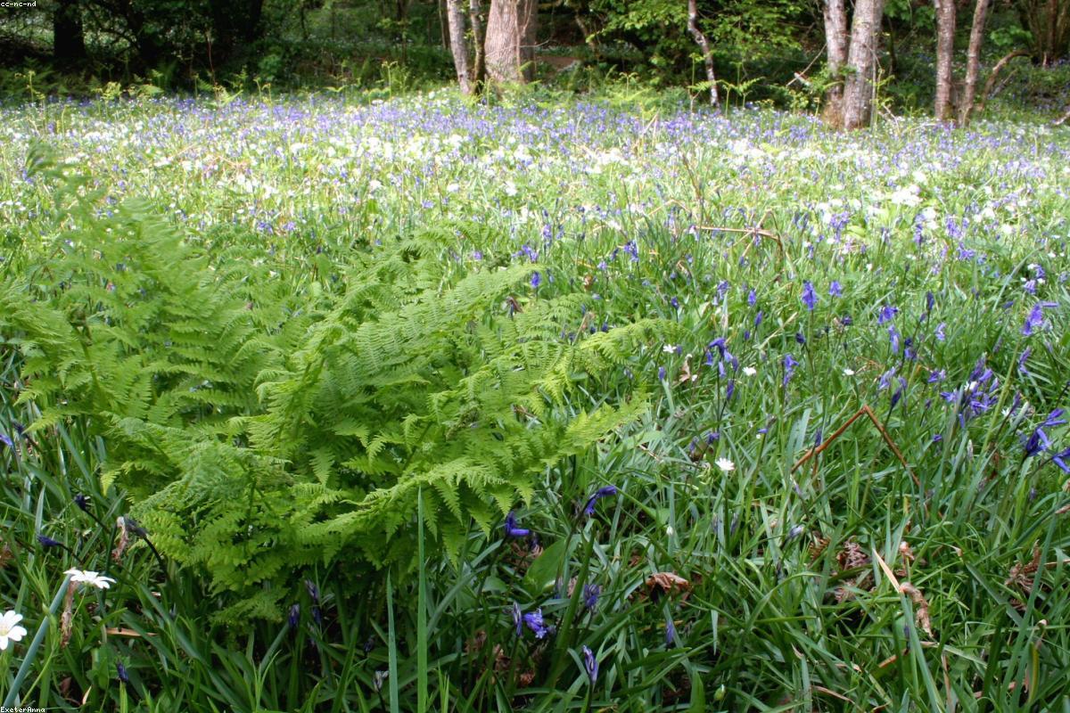 Wild garlic leaves emerging