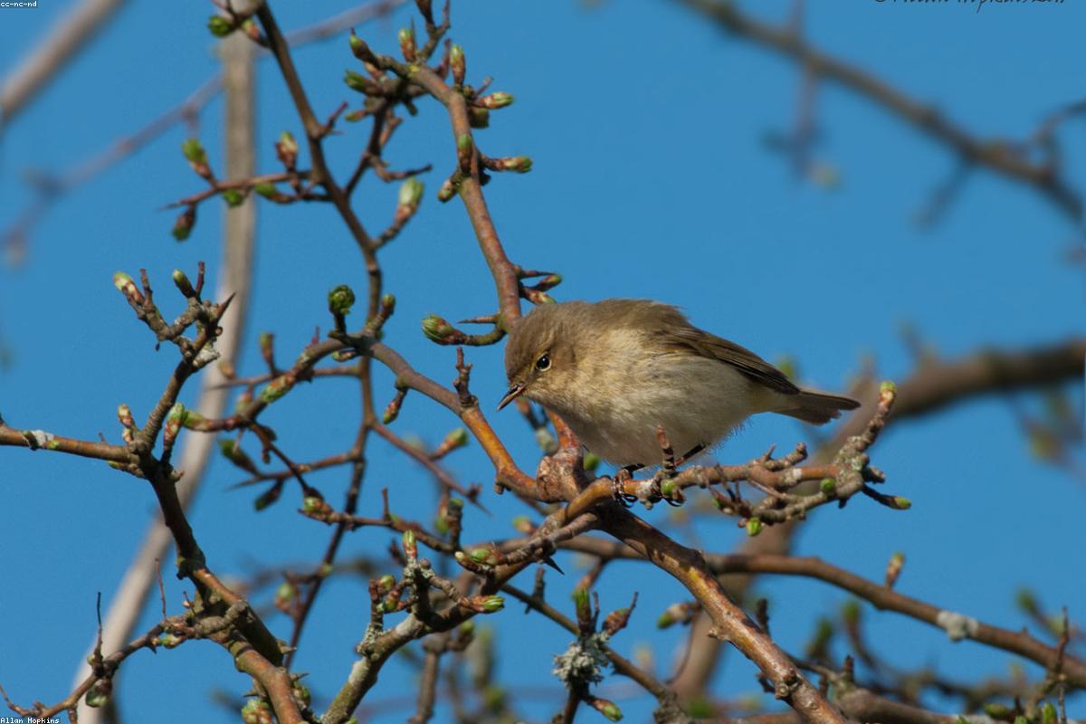 Common Chiffchaff on twig