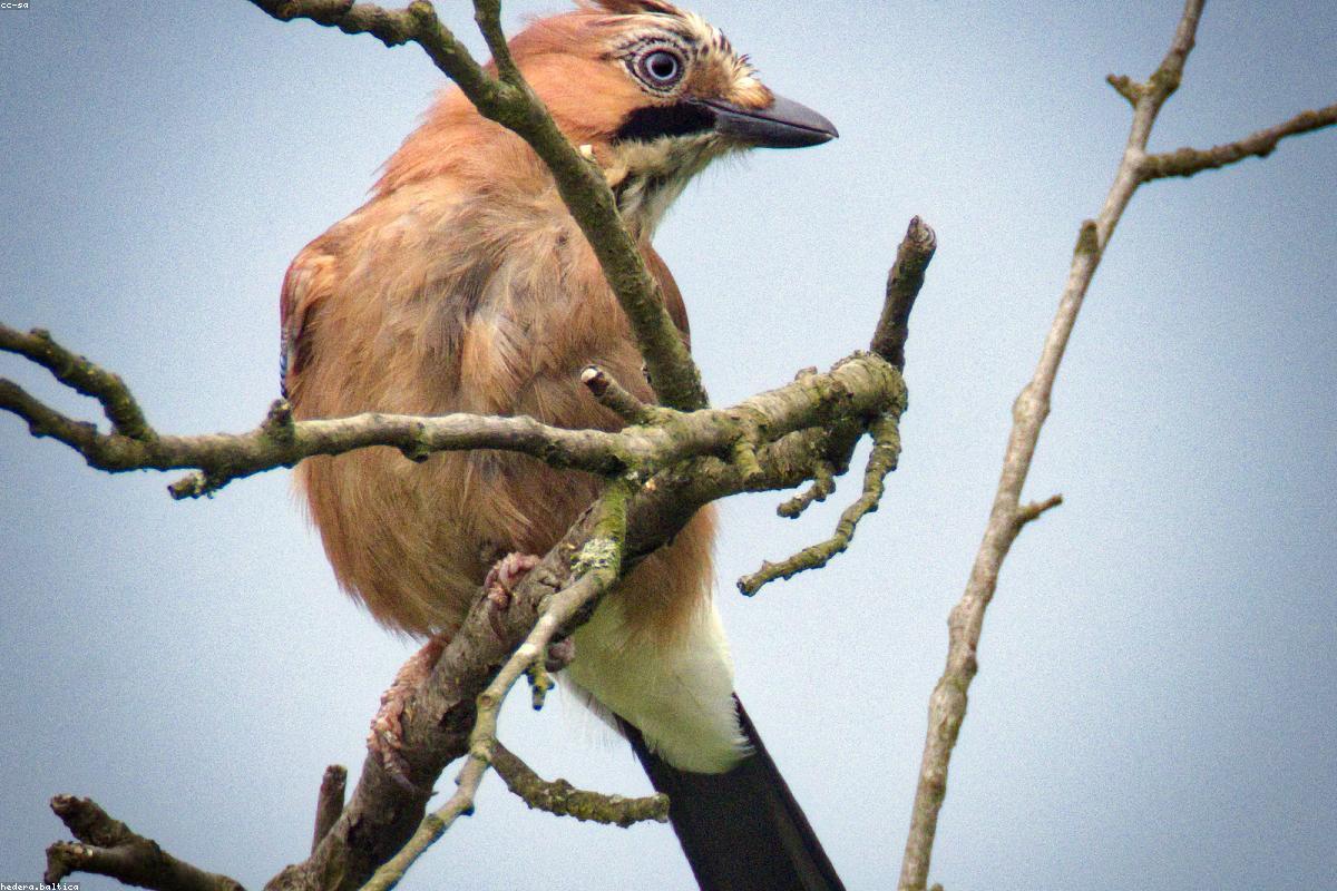 Eurasian Jay in canopy