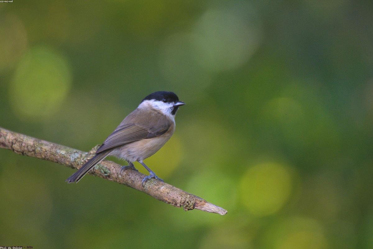 Marsh Tit on low branch