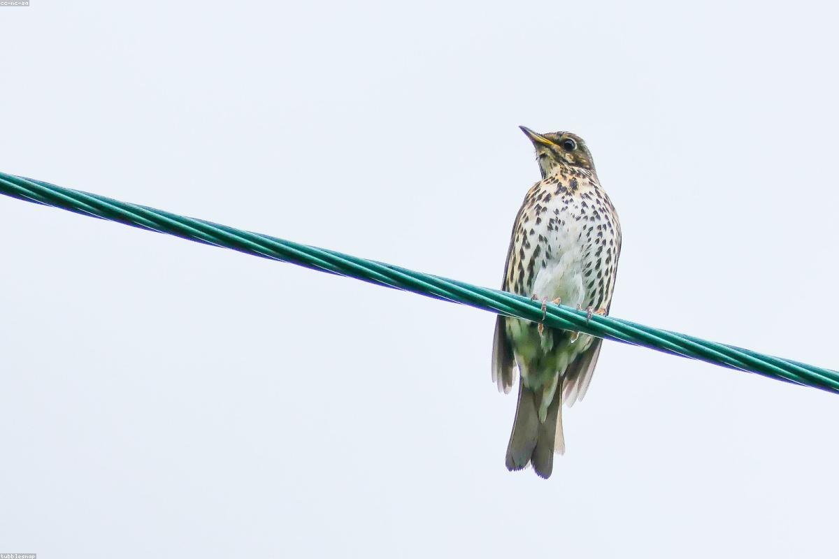 Mistle Thrush singing from high perch
