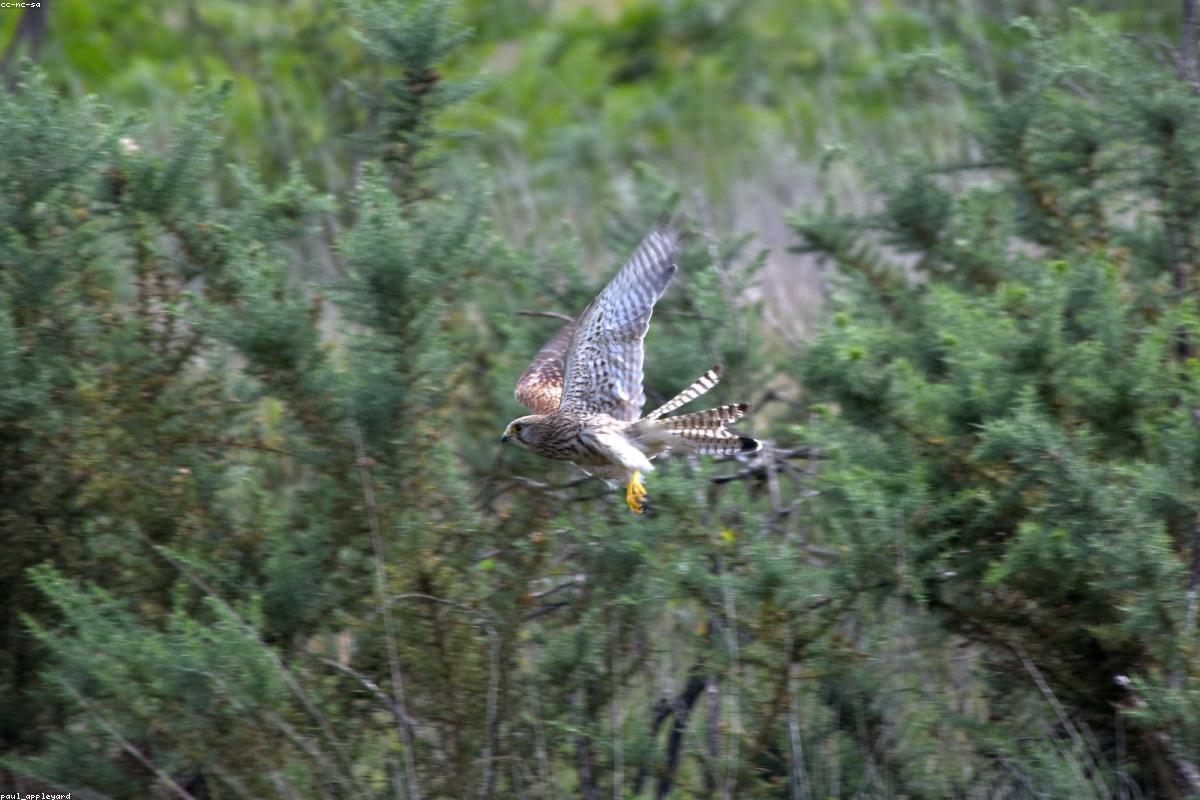 Kestrels over Hampstead Heath