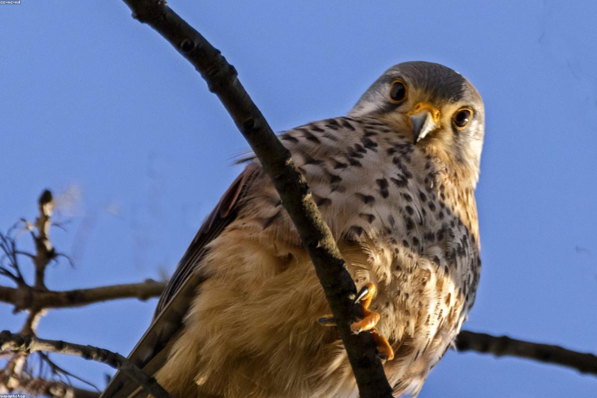 Two Kestrels in frame