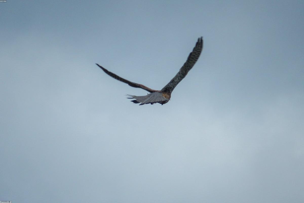 Kestrel dropping into grass