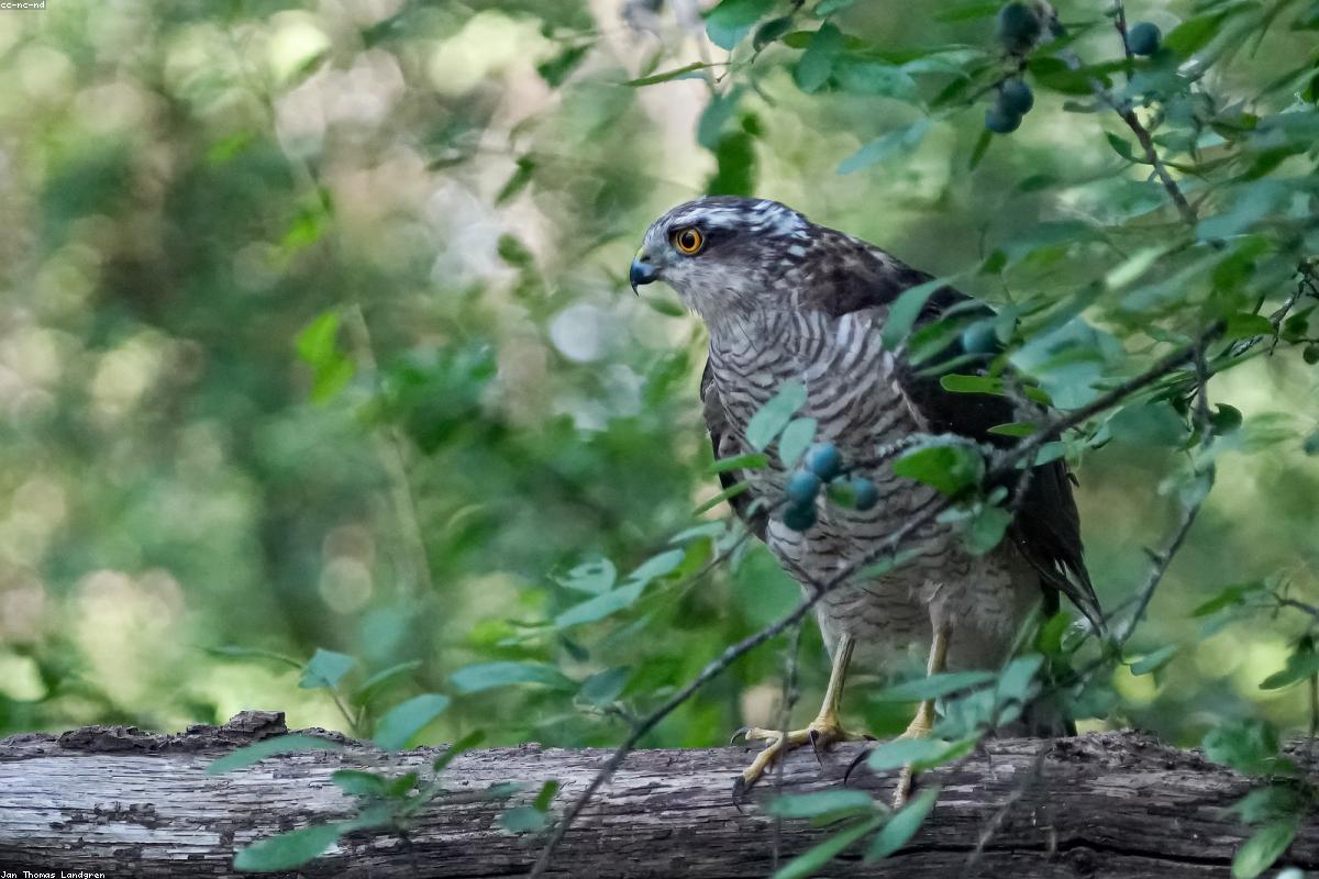 Eurasian Sparrowhawk flyby