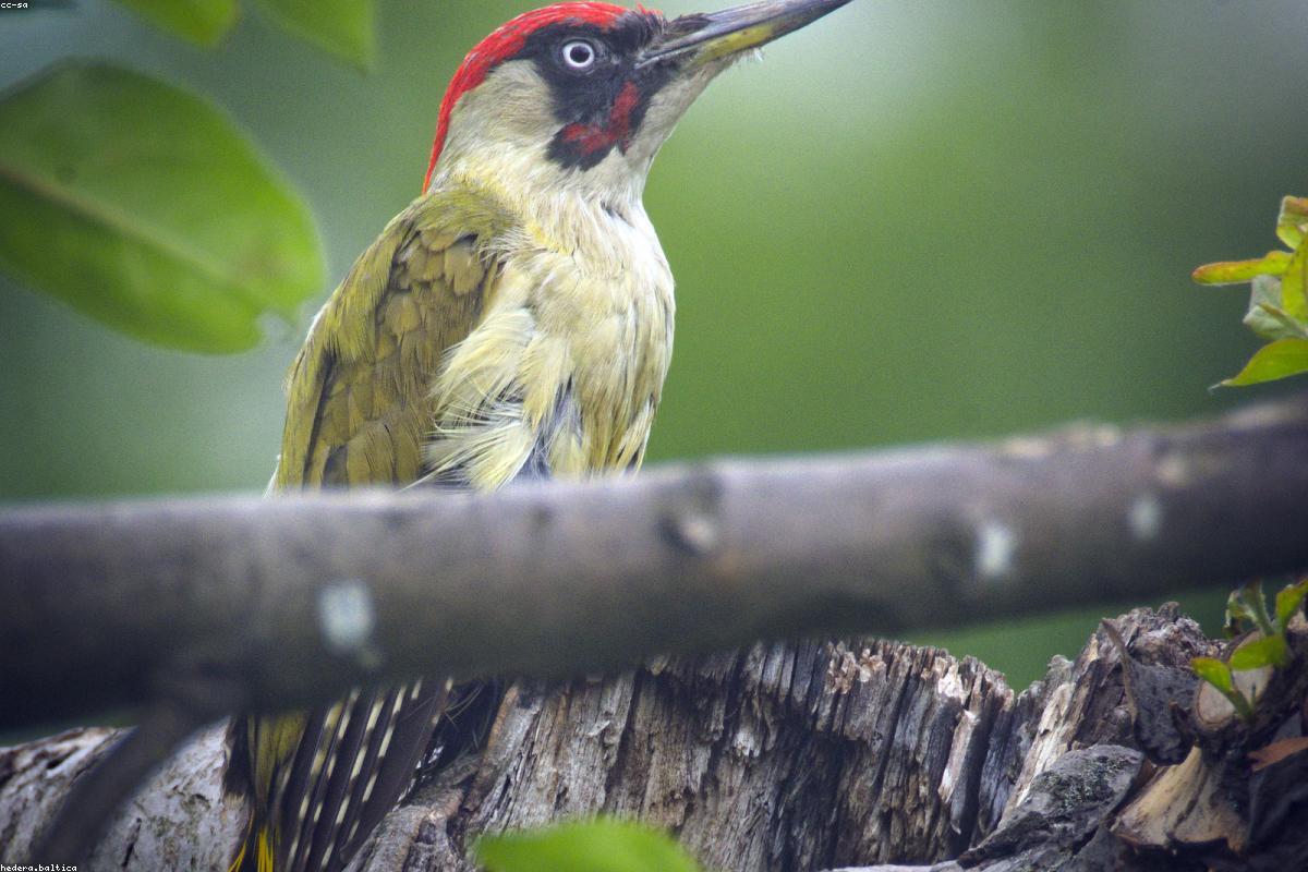 Green Woodpecker on grass