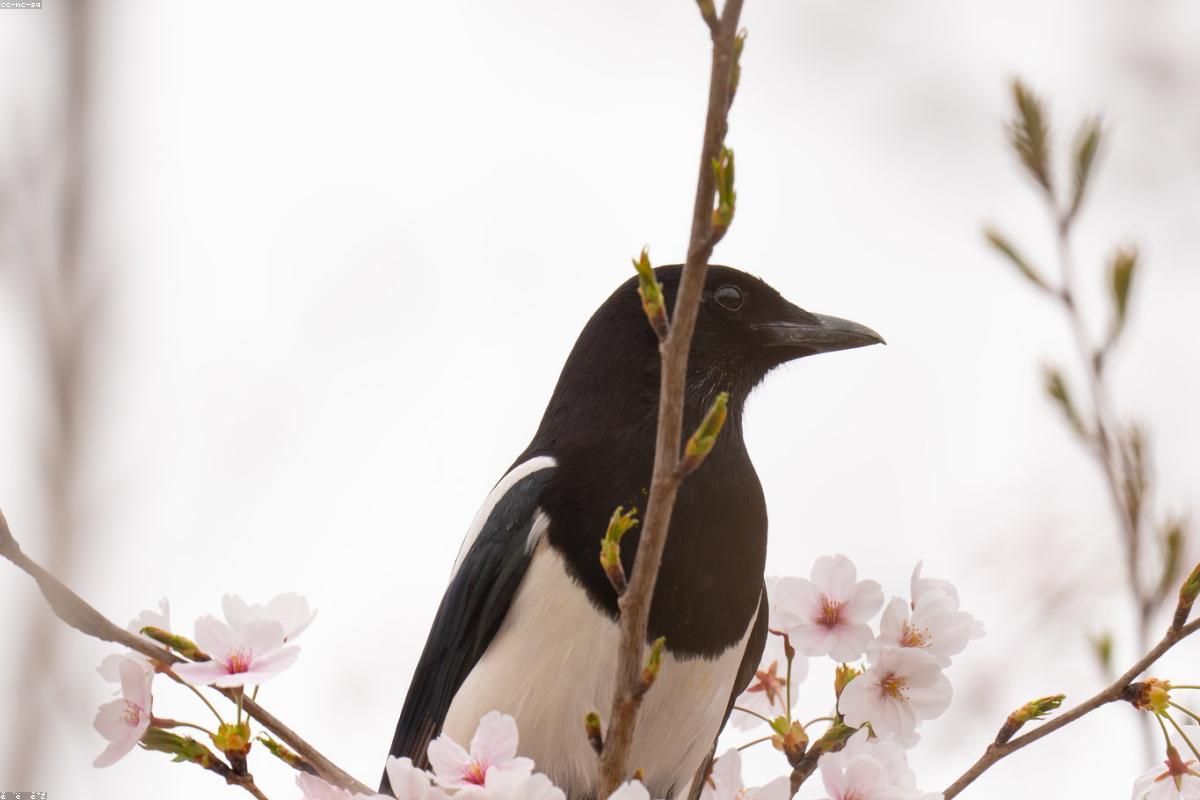 Magpie on bench back