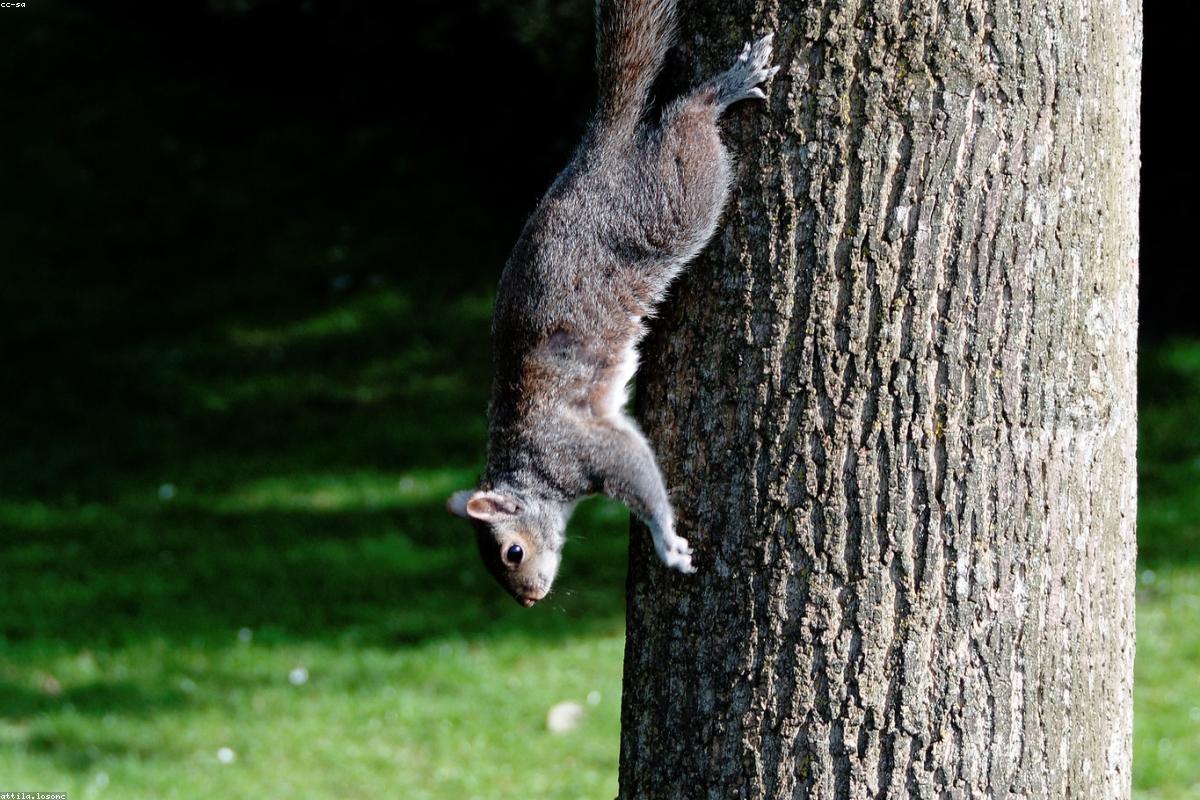 Grey Squirrel on table leg