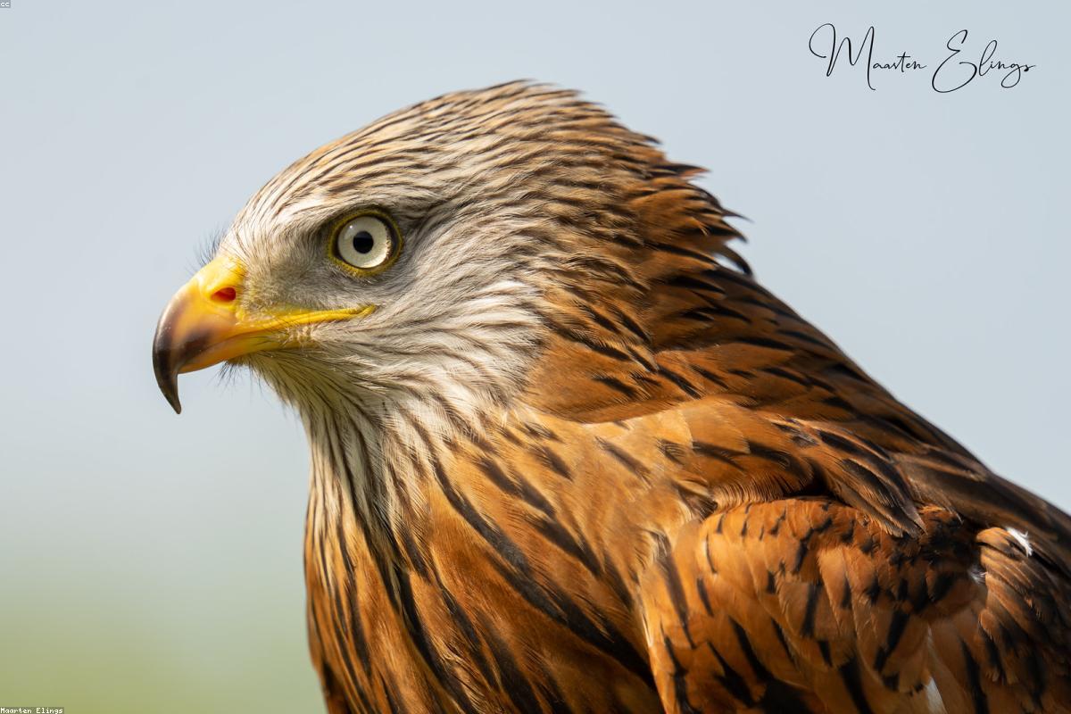 Wide view of hawks in a kettle