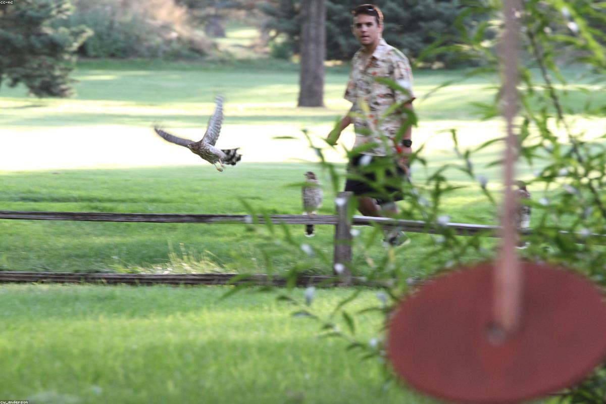 Sharp-shinned hawk low over treetops