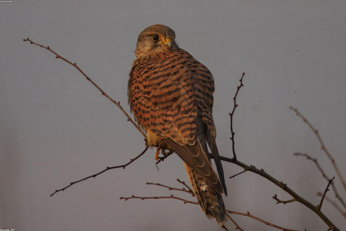 Kestrel banking